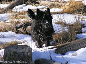 Bernice in snow