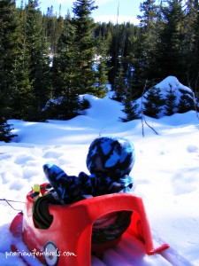 cowbaby in sled