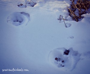 mountain lion tracks