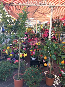 flowers at the market