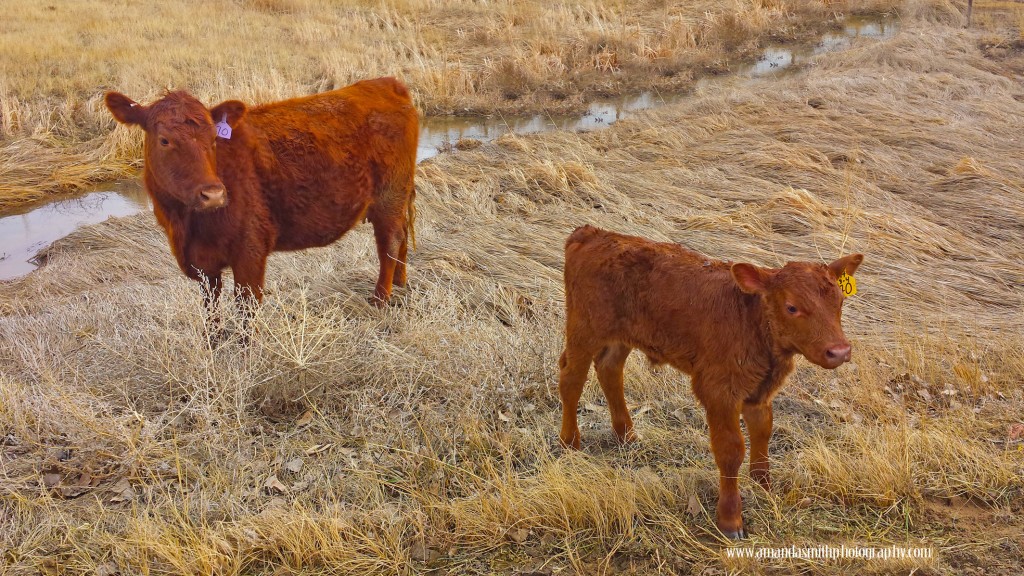 Calf and mama