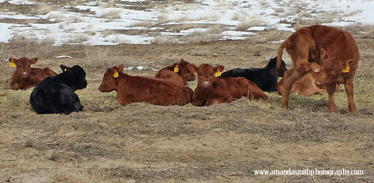 Group of Calves