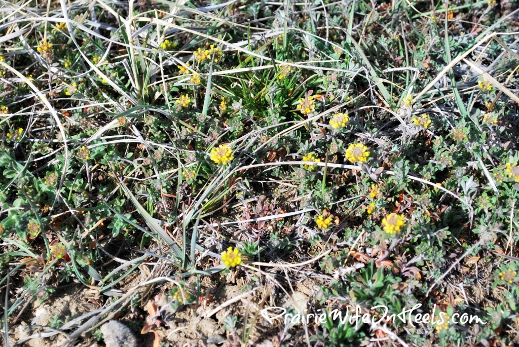 Prairie Clover