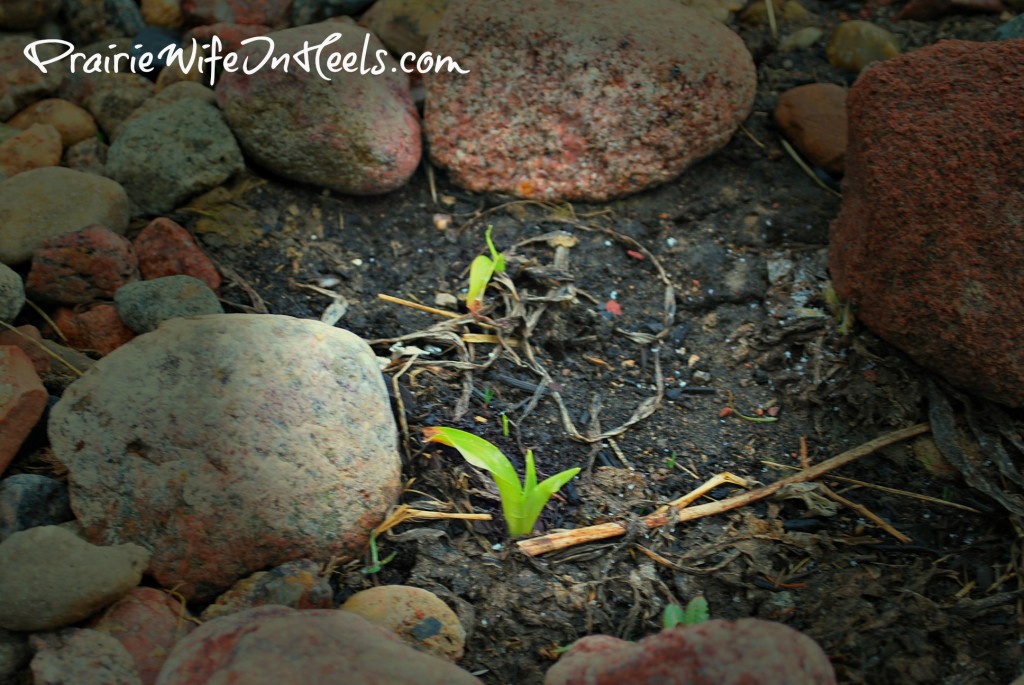 Spring Bulbs