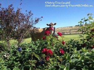 cow in garden