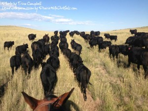 cows on the move