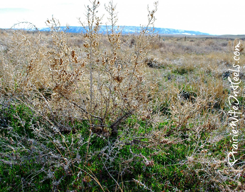 Spring grass