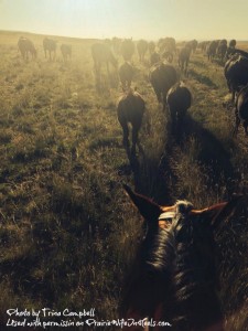 horses herding dusk