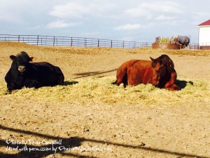 horse and cow