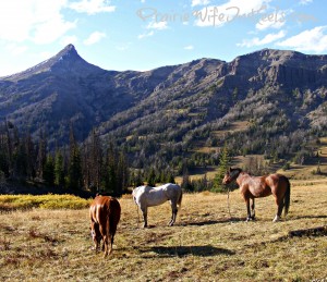 Mountains and horses elk hunting