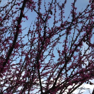 Redbud Tree