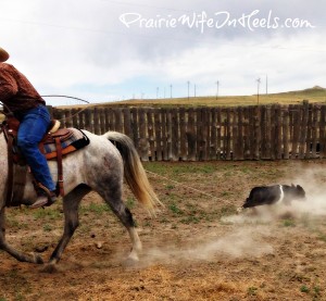 dragging calf