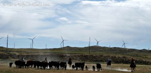 moving cows