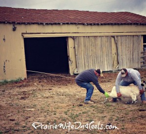 throwing calf