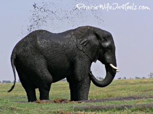 African Elephant