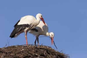 birds nesting