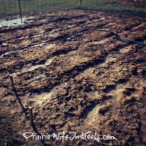 Hail damaged garden