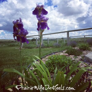 Prairie Landscaping