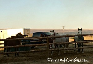 horses ready to load