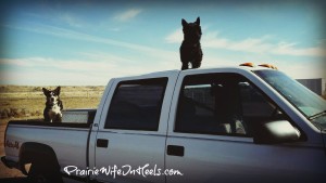 cowscottie at vet