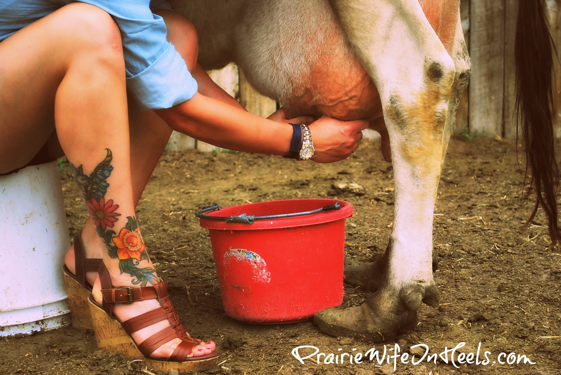 Prairie Wife Badge Cow Milking