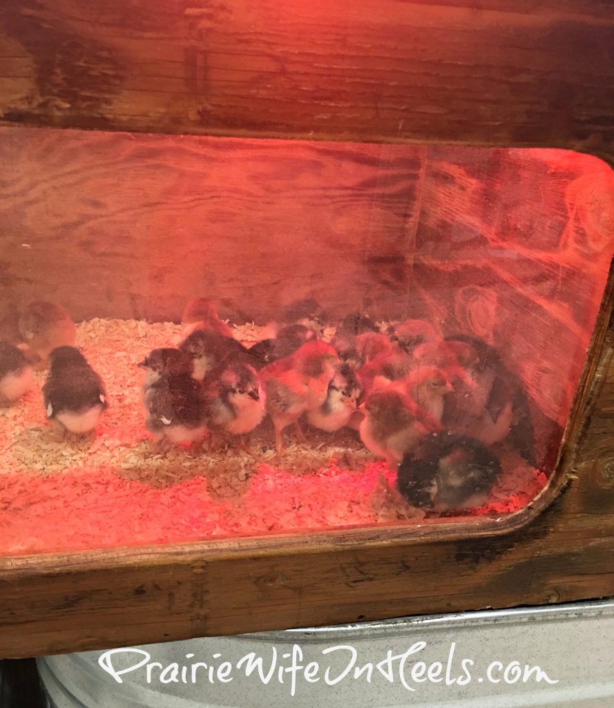 chicks at murdoch's