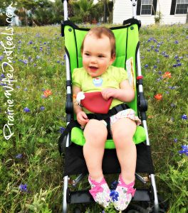 LittleMissH bluebonnets