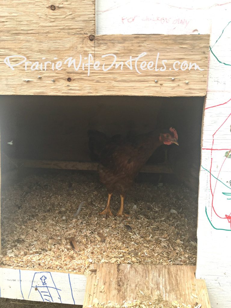 In the coop