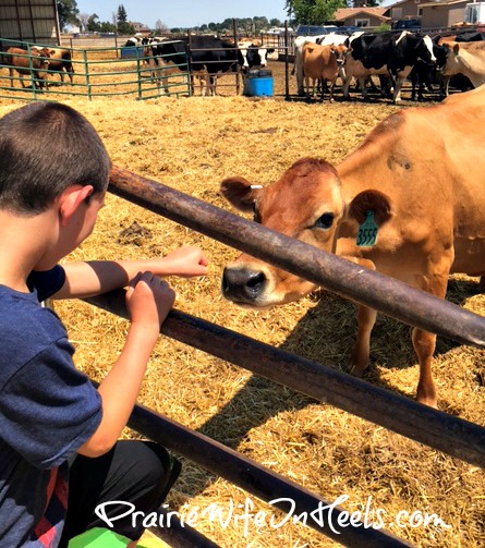 Cowboy J and cow