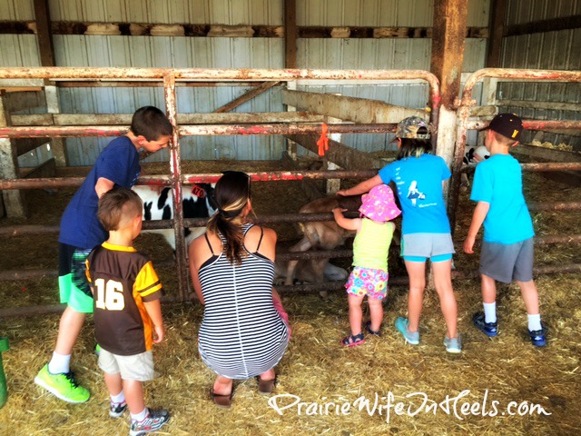 looking at calves