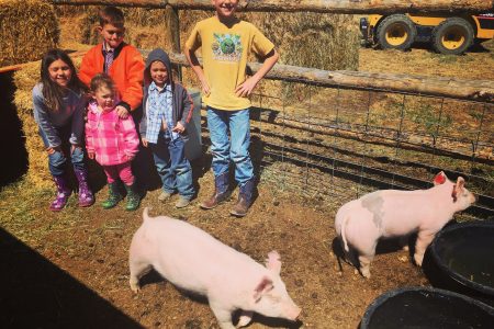 cowkids and pigs