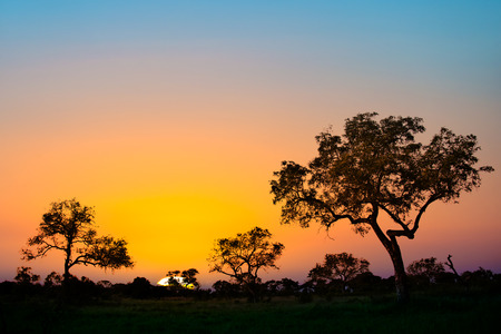 african safari