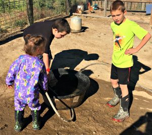 watering chickens