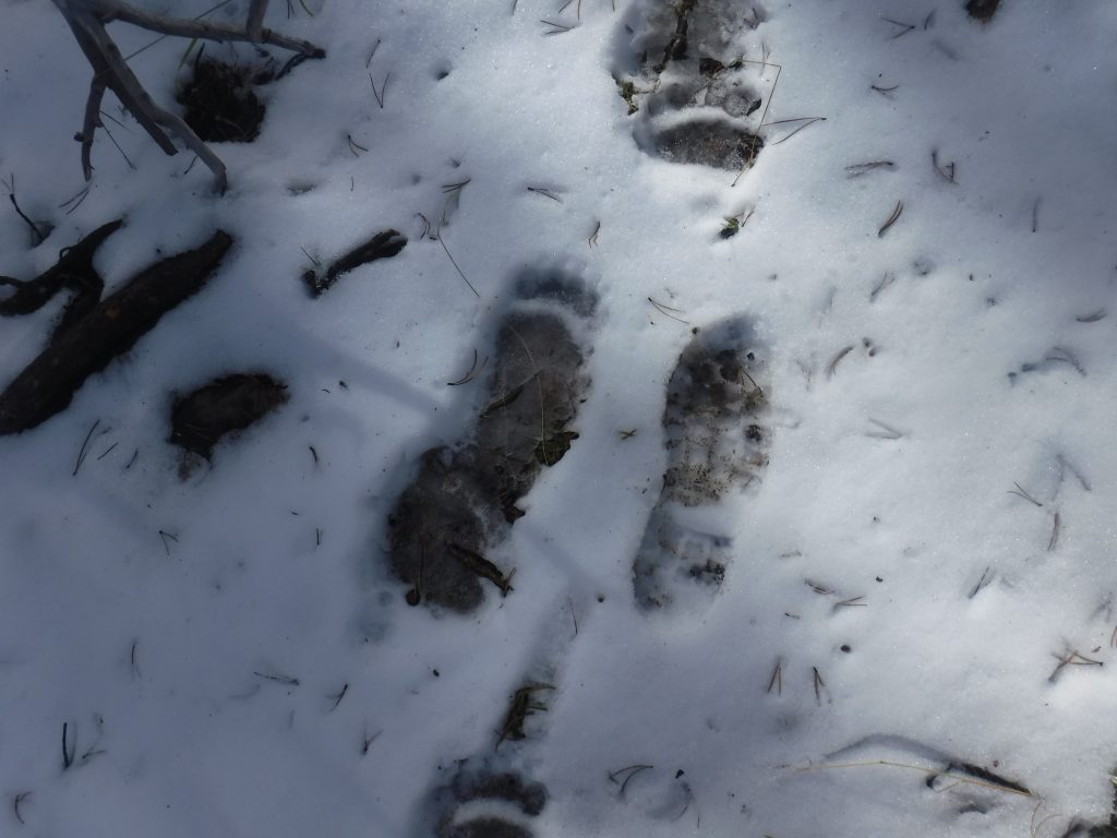 grizzly tracks