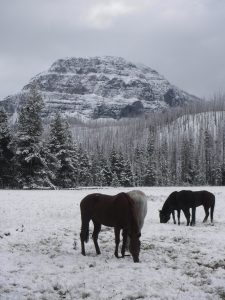 snowy views