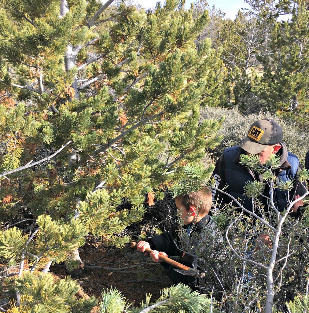 cutting down the tree