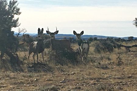 mule deer