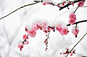 snowy flowers