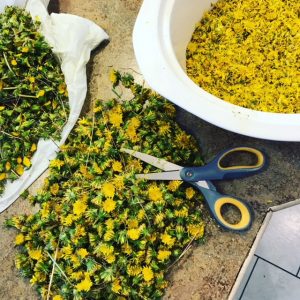 dandelion jelly prep