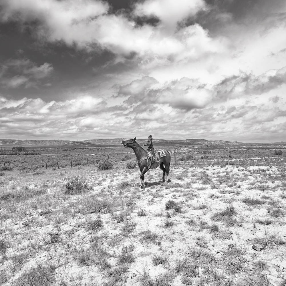 tree cattle drive