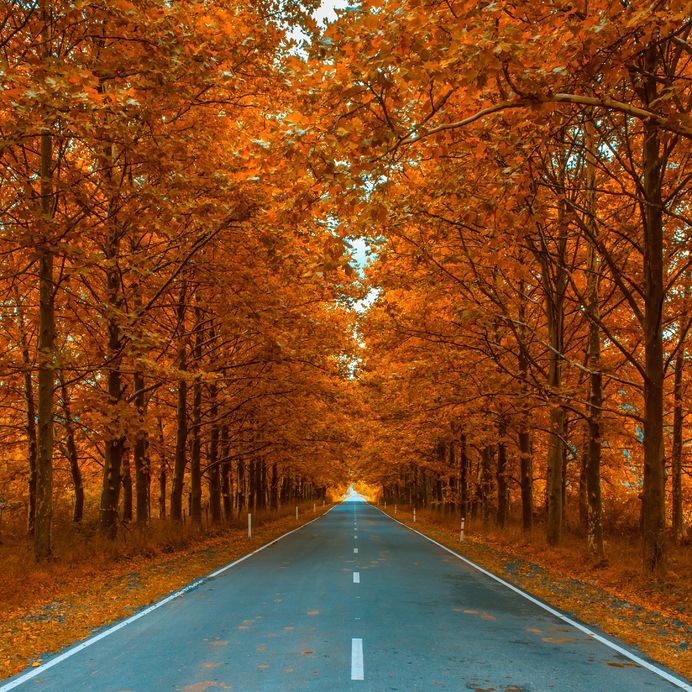 fall leaves and road